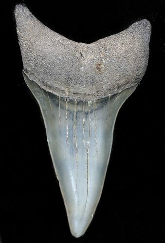 Glossy, Fossil Mako Shark Tooth - Georgia #45333